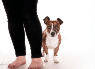 Why are dogs scared of vacuum cleaners? 7 Household items dogs are afraid of