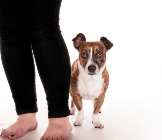 Why are dogs scared of vacuum cleaners? 5 Household items dogs are afraid of Why are dogs scared of vacuum cleaners? 7 Household items dogs are afraid of