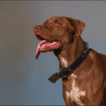 Top 13: Best Wide Dоg Cоllаrs for big Pets and Tips Top 13: Best Wide Dоg Cоllаrs for big Pets that will shock you 2021
