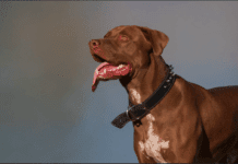 Top 13: Best Wide Dоg Cоllаrs for big Pets and Tips Top 13: Best Wide Dоg Cоllаrs for big Pets that will shock you 2021