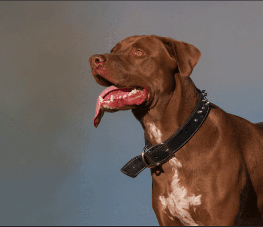 Top 13: Best Wide Dоg Cоllаrs for big Pets and Tips Top 13: Best Wide Dоg Cоllаrs for big Pets that will shock you 2021