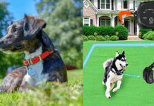 Top 7: Best Wireless Dog Fences in the Market 2021 (+ Shocking Revelation) Top 3: Best Wireless Dog Fences in the Market 2021 (+ Shocking Revelation)