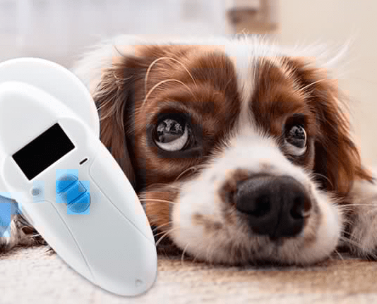 Can a dog or pet be microchipped twice? 3 Shocking Facts You must Know Can a dog or pet be microchipped twice