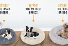 How Can the Best Calming Bed Help If Your Dog Has Separation Anxiety How Can the Best Calming Bed Help If Your Dog Has Separation Anxiety?