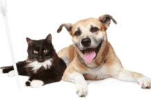 7 Reasons To Use CBD For Pets in Relation to Health Improvement 7 Reasons To Use CBD For Pets in Relation to Health Improvement