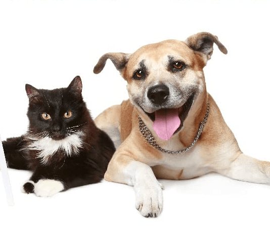 7 Reasons To Use CBD For Pets in Relation to Health Improvement 7 Reasons To Use CBD For Pets in Relation to Health Improvement
