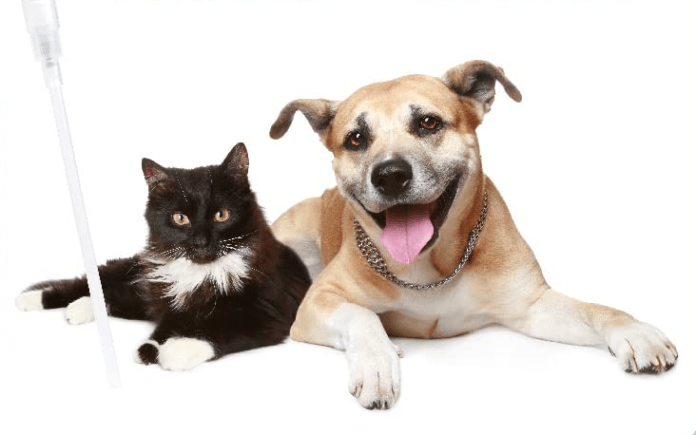 7 Reasons To Use CBD For Pets in Relation to Health Improvement
