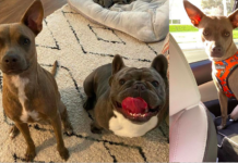 What are some breeds of Pitbulls that stay small? – Pitbull Chihuahua Mix What are some breeds of Pitbulls that stay small? – Pitbull Chihuahua Mix