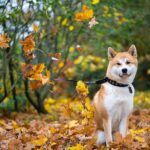 Everything Dog Owners Need to Know for the Autumn Months