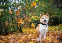 Everything Dog Owners Need to Know for the Autumn Months Everything Dog Owners Need to Know for the Autumn Months
