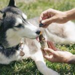 Can CBD Oil make my dog anxious? Top 3 Best CBD Oil for Dogs (2021)