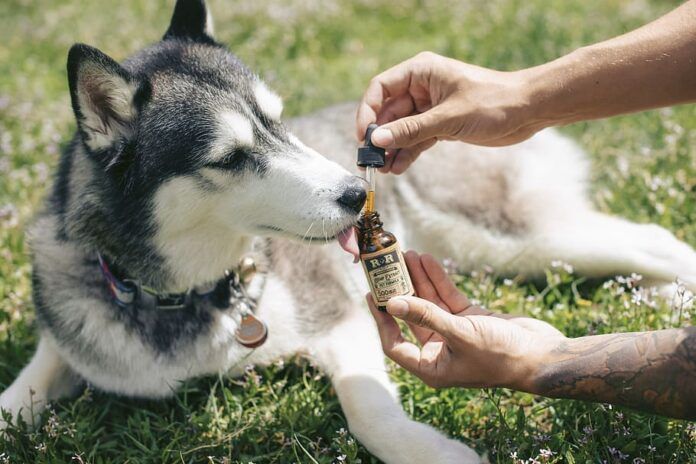 Can CBD Oil make my dog anxious? Top 3 Best CBD Oil for Dogs (2021)