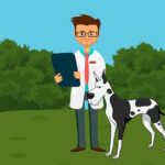 How to Set Up a Successful Veterinarian Practice with the Right Equipment How to Set Up a Successful Veterinarian Practice with the Right Equipment
