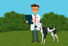 How to Set Up a Successful Veterinarian Practice with the Right Equipment How to Set Up a Successful Veterinarian Practice with the Right Equipment