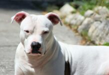 Why are White Pitbulls so hyperactive? Genetics & 7 Things to know Why are White Pitbulls so hyperactive? Genetics & 7 Things to know