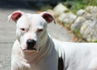 Why are White Pitbulls so hyperactive? Genetics & 7 Things to know Why are White Pitbulls so hyperactive? Genetics & 7 Things to know