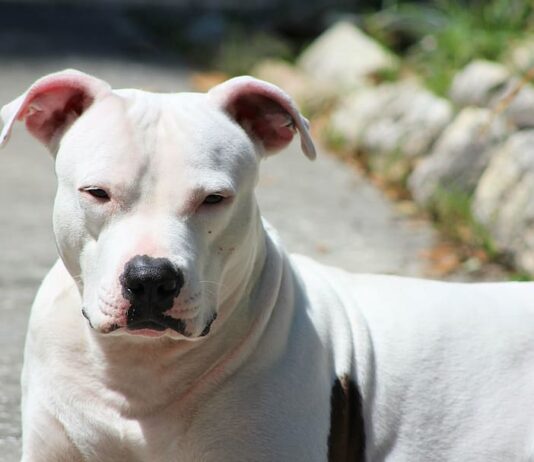 Why are White Pitbulls so hyperactive? Genetics & 7 Things to know Why are White Pitbulls so hyperactive? Genetics & 7 Things to know