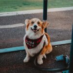 The Top 9 Best Dog Collars In The Market ( Shocking Revelation ) THE 9 BEST DOG COLLARS IN THE MARKET IN 2021 ( Shocking Revelation )