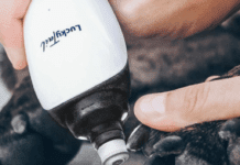 Is it safe and how to properly trim a dog’s nails? Is it safe and how to properly trim a dog's nails?