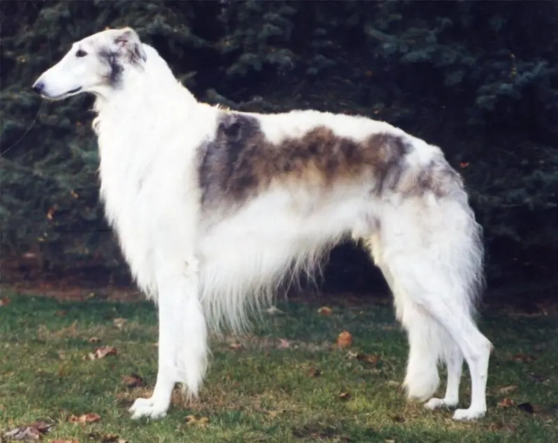 Borzoi dog breed
