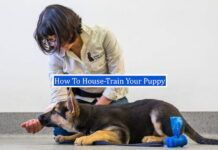 How To House-Train Your Puppy Faster + Video (7 basic dog commands) How To House-Train Your Puppy