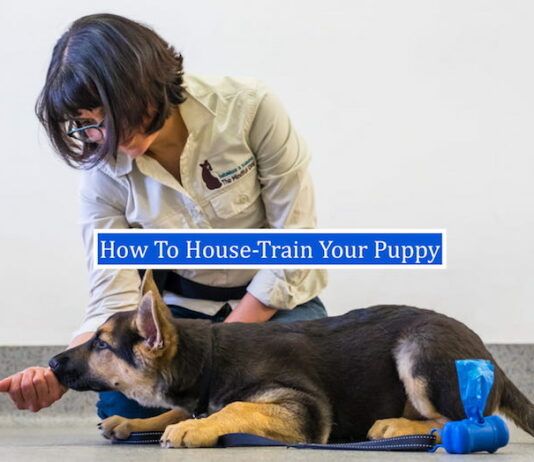 How To House-Train Your Puppy Faster + Video (7 basic dog commands) How To House-Train Your Puppy