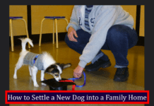 How to Settle a New Dog into a Family Home How to Settle a New Dog into a Family Home
