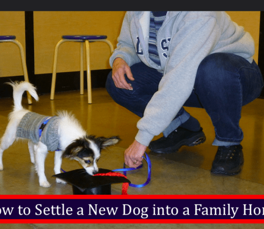 How to Settle a New Dog into a Family Home How to Settle a New Dog into a Family Home