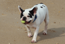 French Bulldog Puppy: Everything You Need to Know French Bulldog Puppy: Everything You Need to Know