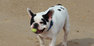 French Bulldog Puppy: Everything You Need to Know French Bulldog Puppy: Everything You Need to Know