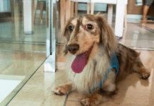 Making A Meal At Home – 8 Essentials For A Healthier And Happier Pet Making A Meal At Home – 8 Essentials For A Healthier And Happier Pet