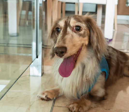 Making A Meal At Home – 8 Essentials For A Healthier And Happier Pet Making A Meal At Home – 8 Essentials For A Healthier And Happier Pet