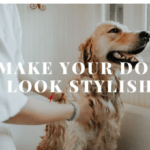 Products To Make Your Dog Look Smart | Best Grooming Items