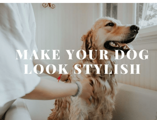 Products To Make Your Dog Look Smart | 7 Best Grooming Items for dogs Products To Make Your Dog Look Smart | Best Grooming Items