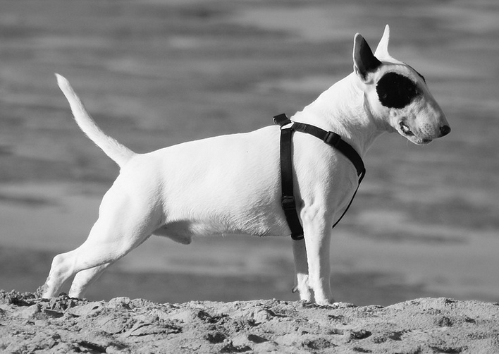 Top 21 Dumbest Dog Breeds - Bull Terrier