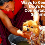 Hot Pavement: 11 Ways to Keep Your Dog's Feet Comfortable in Summer