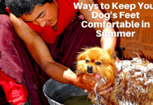 Hot Pavement: 11 Ways to Keep Your Dog’s Feet Comfortable in Summer Hot Pavement: 11 Ways to Keep Your Dog's Feet Comfortable in Summer