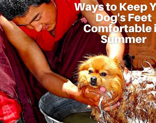 Hot Pavement: 11 Ways to Keep Your Dog’s Feet Comfortable in Summer Hot Pavement: 11 Ways to Keep Your Dog's Feet Comfortable in Summer