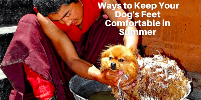 뜨거운 노면: 여름에 반려견의 발을 편안하게 유지하는 11가지 방법