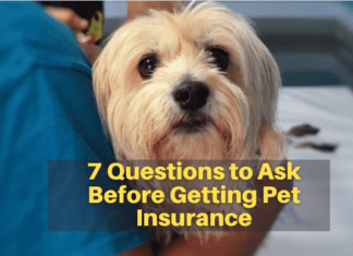 7 Questions to Ask Before Getting Pet Insurance 7 Questions to Ask Before Getting Pet Insurance