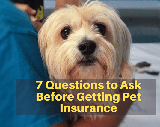 7 Questions to Ask Before Getting Pet Insurance 7 Questions to Ask Before Getting Pet Insurance