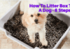 How To Litter Box Train A Dog - 6 Steps