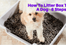 How To Litter Box Train A Dog – 6 Steps How To Litter Box Train A Dog - 6 Steps