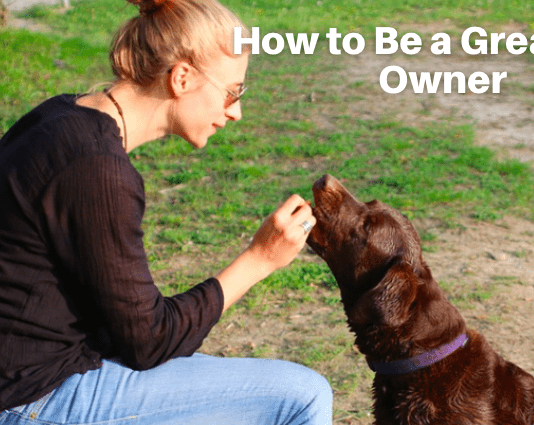 How to Be a Great Dog Owner – 5 Things to Know How to Be a Great Dog Owner