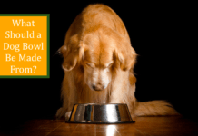 What Should a Dog Bowl Be Made From? What Should a Dog Bowl Be Made From?
