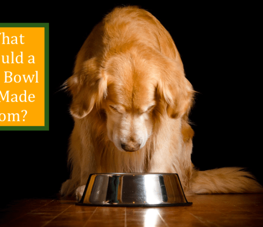 What Should a Dog Bowl Be Made From? What Should a Dog Bowl Be Made From?