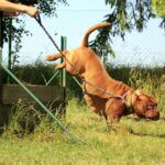 Top 21 Dumbest Dog Breeds (Shocking Facts You Need to know) Top 21 Dumbest Dog Breeds (Shocking Revelations You Need to know )