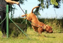 Top 21 Dumbest Dog Breeds (Shocking Facts You Need to know) Top 21 Dumbest Dog Breeds (Shocking Revelations You Need to know )