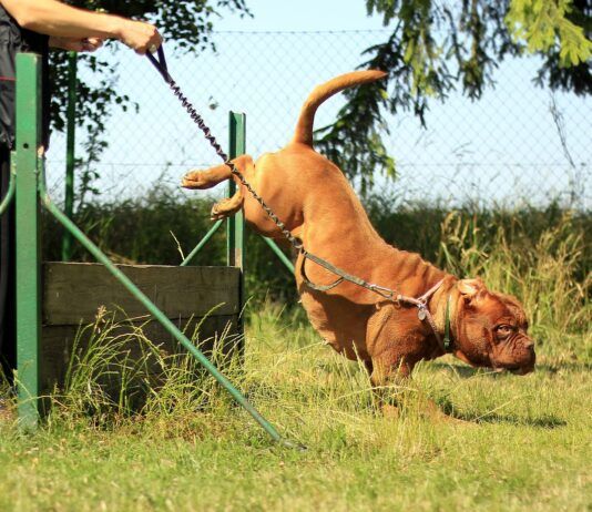 Top 21 Dumbest Dog Breeds (Shocking Facts You Need to know) Top 21 Dumbest Dog Breeds (Shocking Revelations You Need to know )