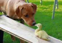 Quit Hounding Birds: How to Stop Your Dog From Chasing Birds Quit Hounding Birds: How to Stop Your Dog From Chasing Birds